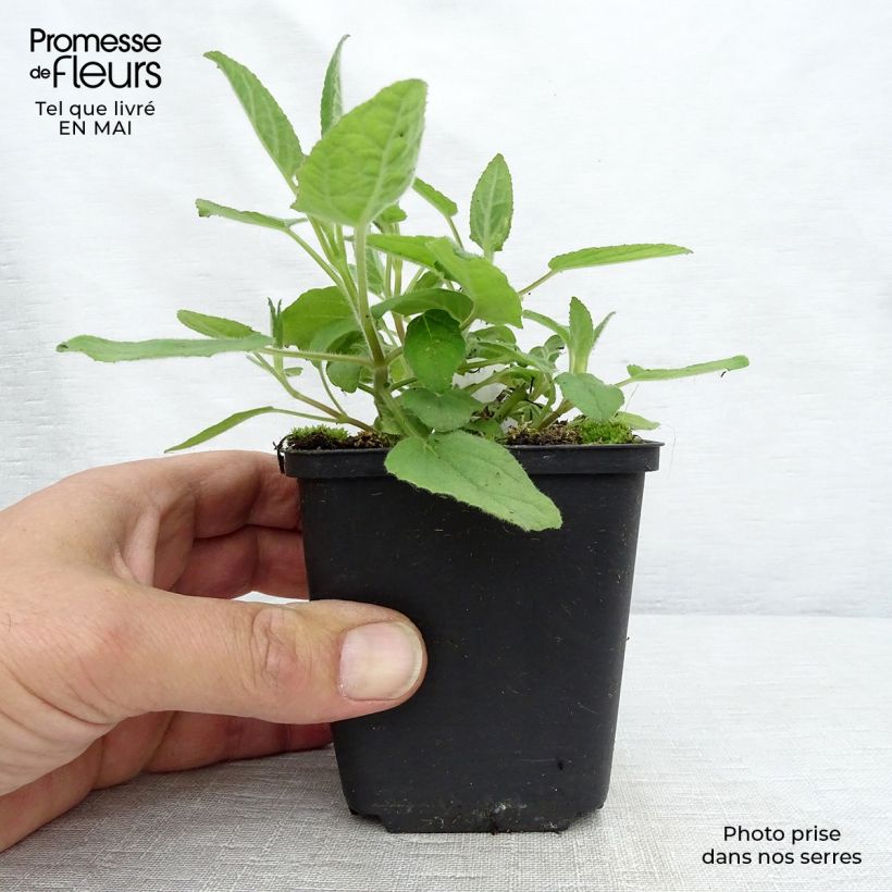 Example of Salvia patens White Trophy - Sauge gentiane blanche Godet de 8/9 cm as you get in printemps