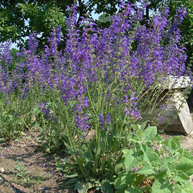 Salvia pratensis - Sauge des prés (Plant habit)