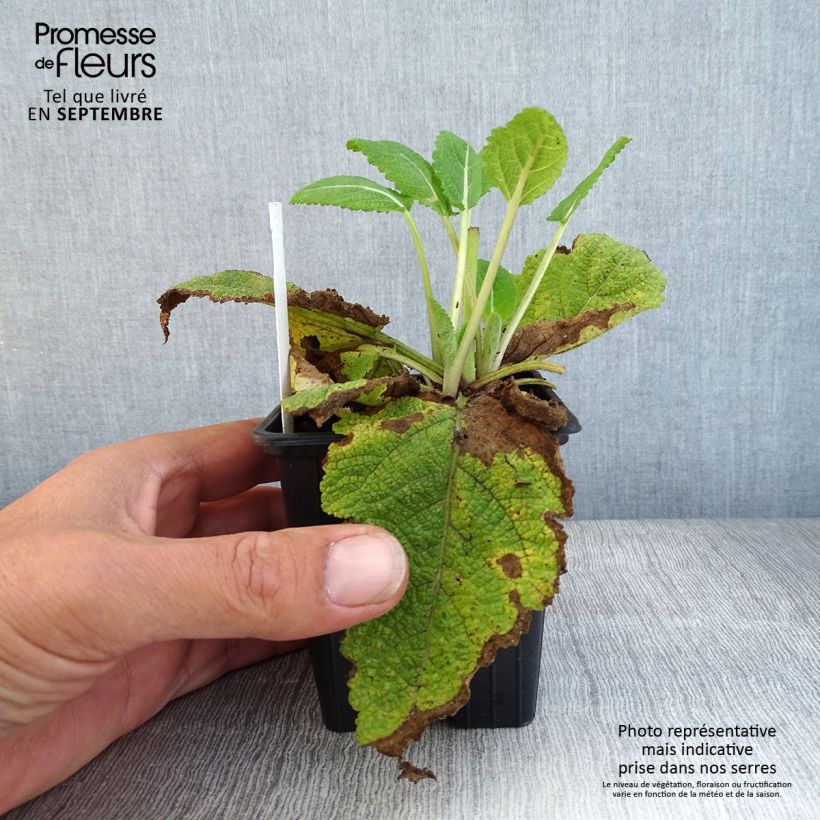 Spécimen de Salvia pratensis Madeline - Sauge des près bicolore Godet de 8/9 cm tel que livré en automne