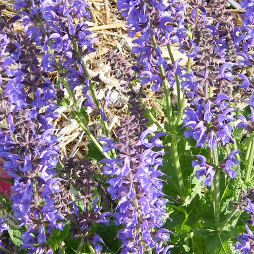 Sauge - Salvia sylvestris Rhapsody in Blue (Flowering)