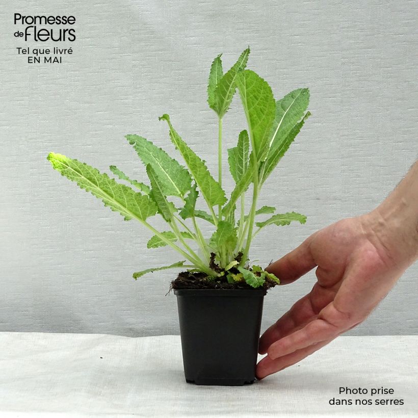 Example of Salvia pratensis - Sauge des prés Godet de 8/9 cm as you get in printemps