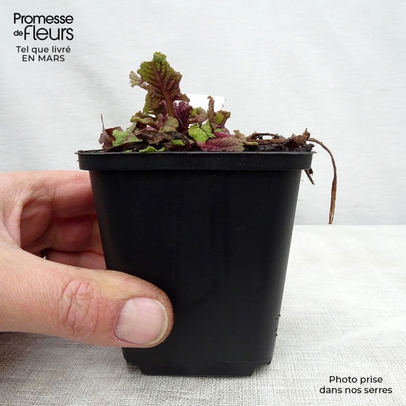 Spécimen de Salvia pratensis Twilight Serenade - Sauge des près Godet de 8/9 cm tel que livré au printemps