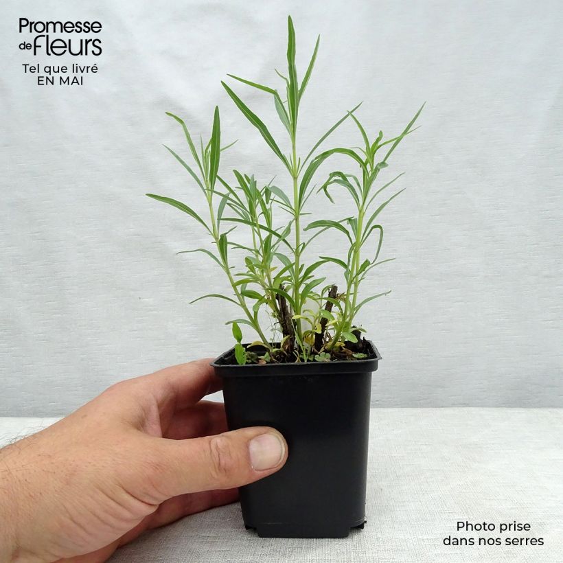 Example of Salvia reptans West Texas form - Sauge cobalt  Godet de 8/9 cm as you get in printemps