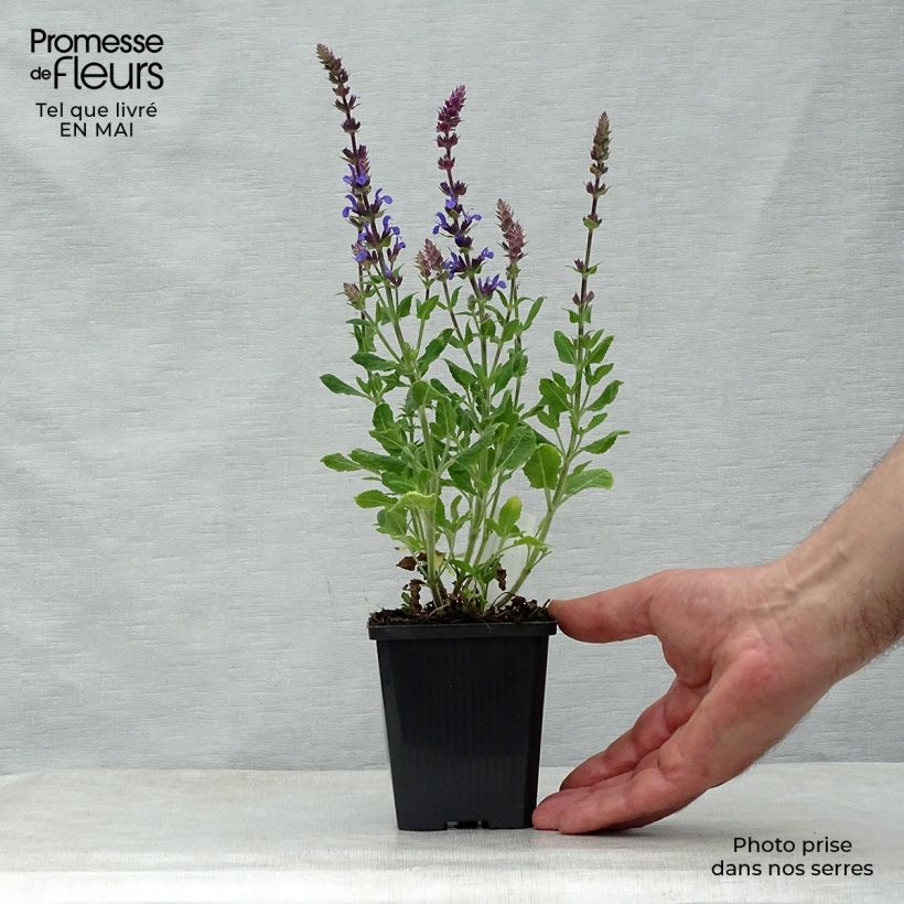 Example of Salvia superba Blaukönigin (Reine des Bleues) - Sauge des bois Godet de 8/9 cm as you get in printemps