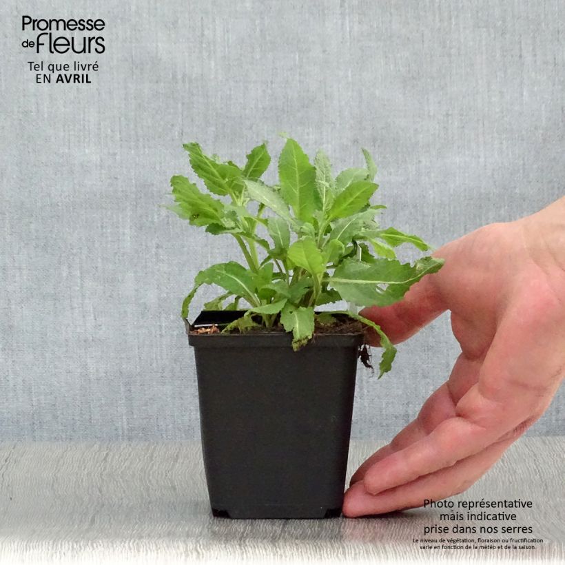 Example of Salvia superba Reine Rose - Sauge des bois Godet de 8/9 cm as you get in printemps