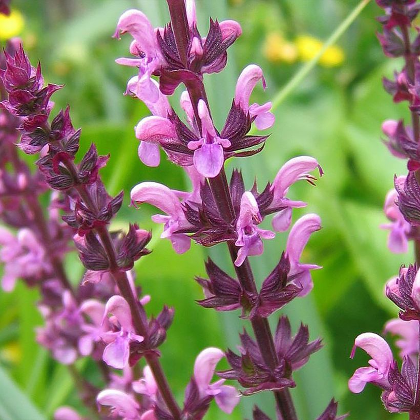 Salvia superba Reine Rose - Sauge des bois (Flowering)