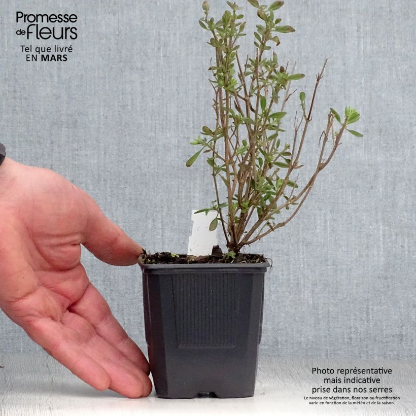 Example of Salvia x jamensis Delice Roselilac - sauge arbustive Godet de 8/9 cm as you get in printemps