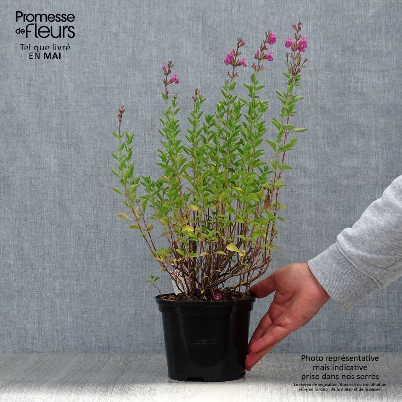 Example of Salvia x jamensis Delice Roselilac - sauge arbustive Pot de 2L/3L as you get in printemps