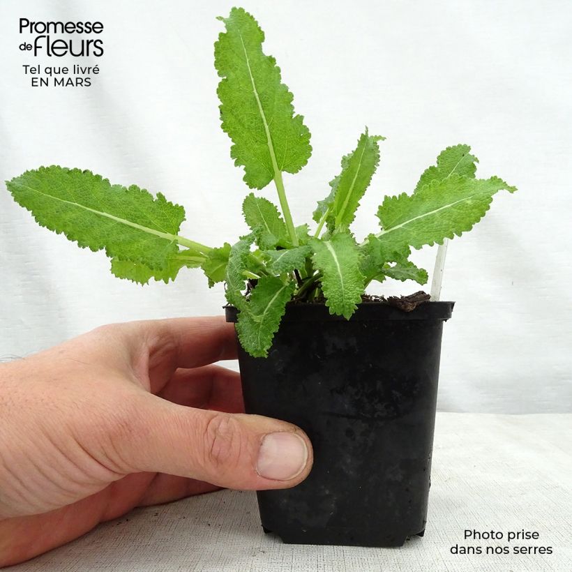 Spécimen de Salvia x sylvestris Dear Anja - Sauge Dear Anja Godet de 8/9 cm tel que livré au printemps