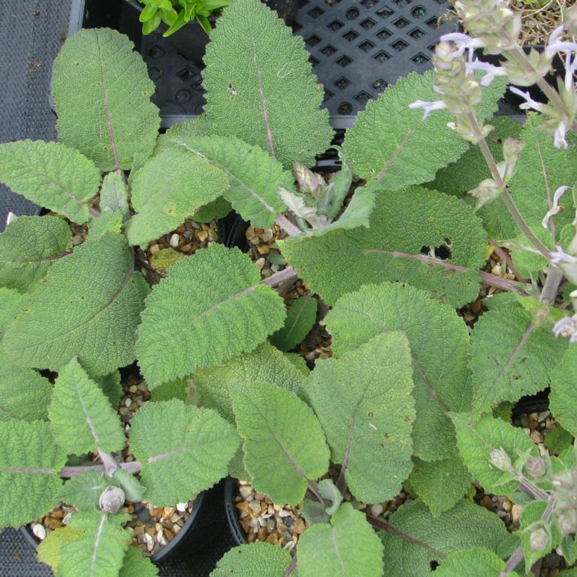Salvia moorcroftiana - Sauge de Moorcroft (Feuillage)