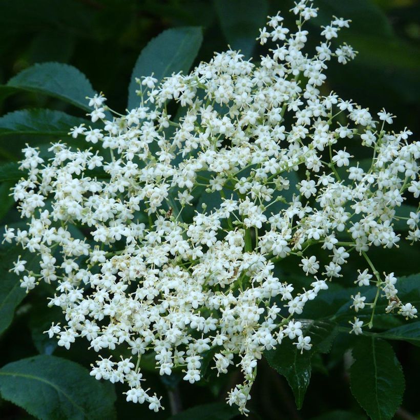 Sureau noir - Sambucus nigra (Flowering)