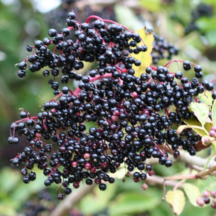Sureau noir - Sambucus nigra (Harvest)