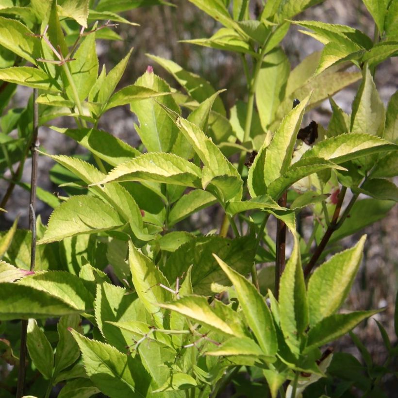 Sureau noir  - Sambucus nigra Aurea (Foliage)