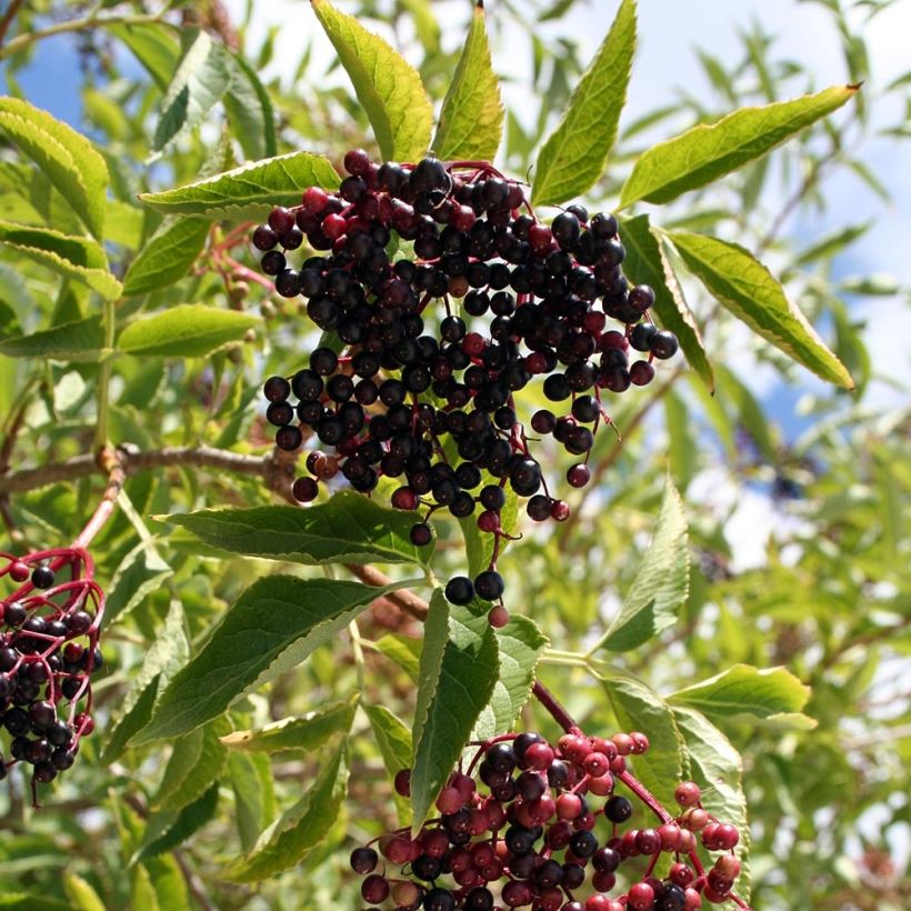 Sureau noir  - Sambucus nigra Aurea (Harvest)