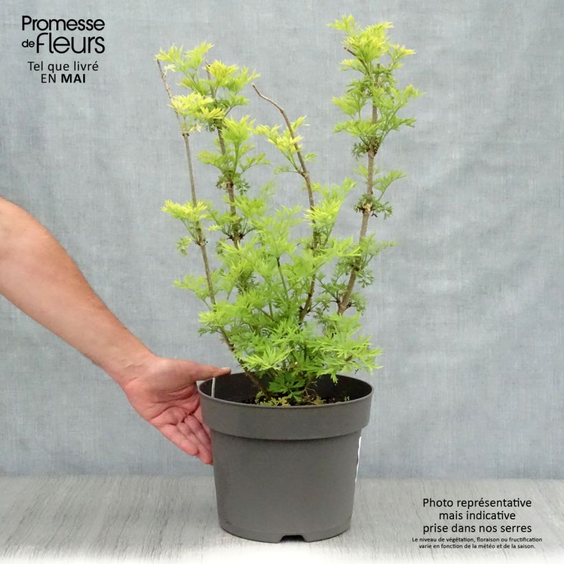 Example of Sureau noir - Sambucus nigra Golden Tower Pot de 7,5L/10L as you get in printemps