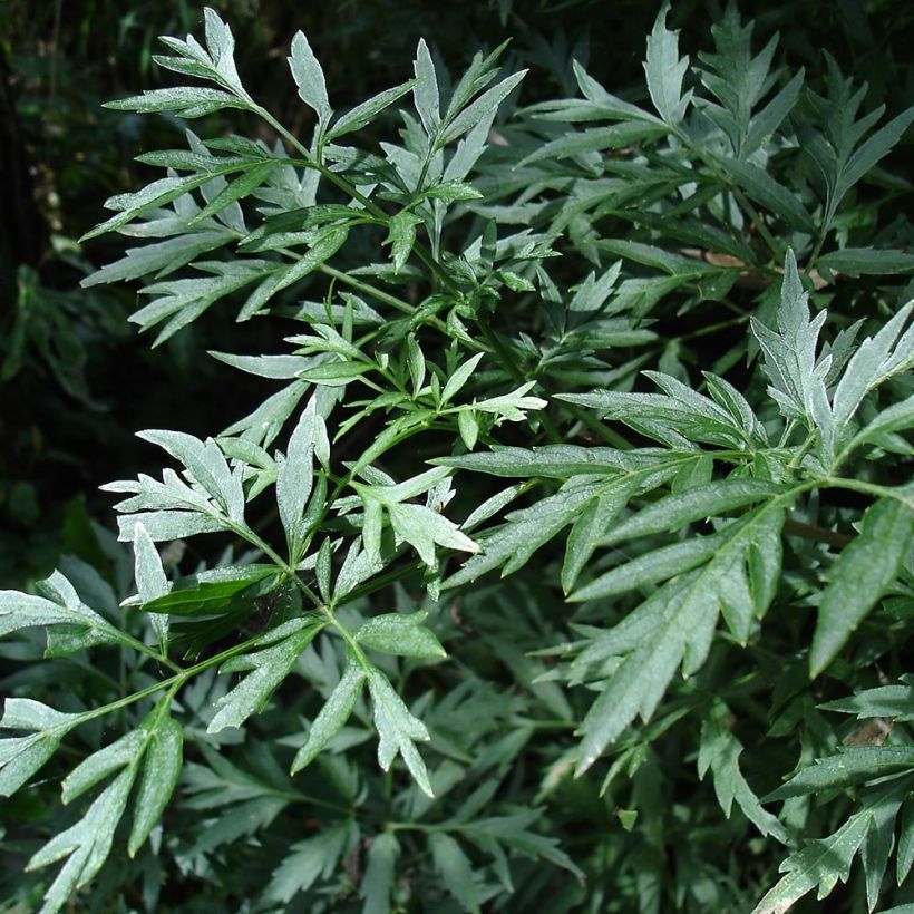 Sureau noir - Sambucus nigra Laciniata (Foliage)