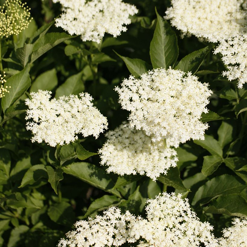 Sureau noir - Sambucus nigra Obelisk (Flowering)