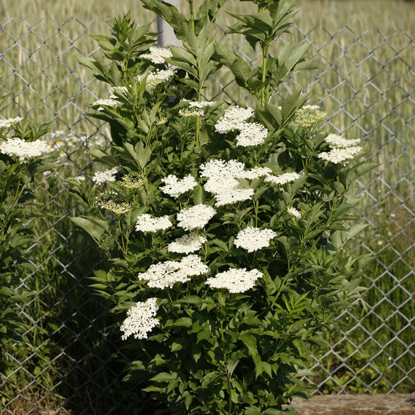 Sureau noir - Sambucus nigra Obelisk (Plant habit)