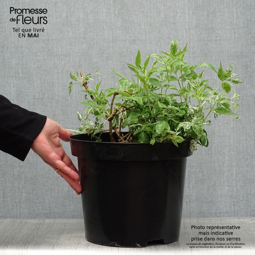 Example of Sureau noir - Sambucus nigra Pulverulenta Pot de 3L/4L as you get in printemps