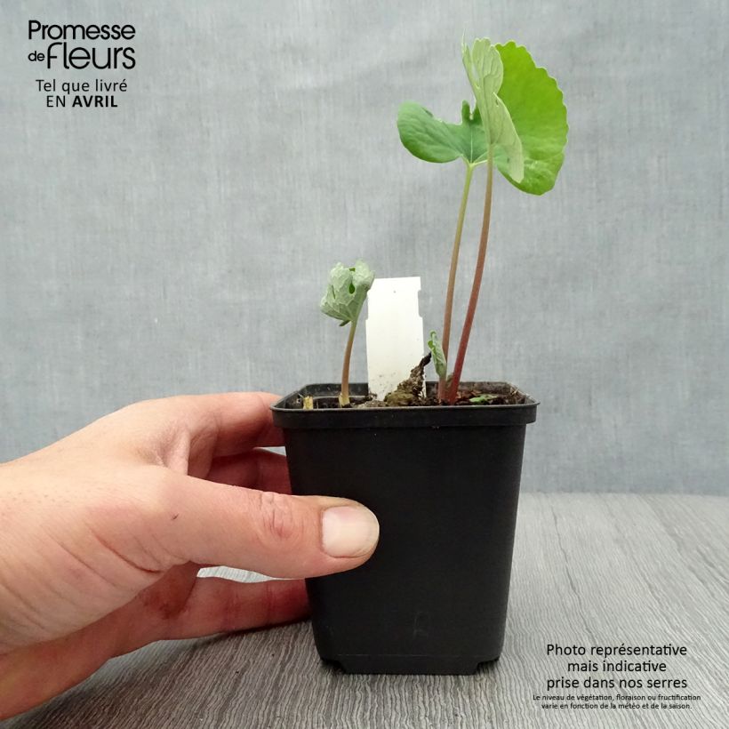 Example of Sanguinaria canadensis - Sanguinaire Godet de 8/9 cm as you get in printemps