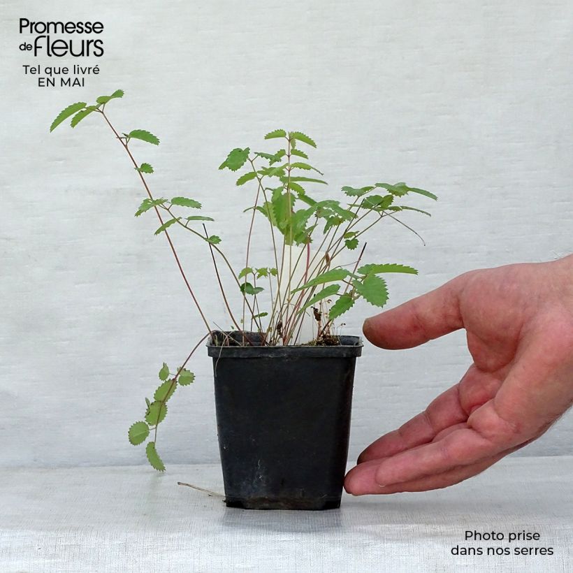 Example of Sanguisorba Cangshan Cranberry - Pimprenelle à feuilles fines Godet de 8/9 cm as you get in printemps