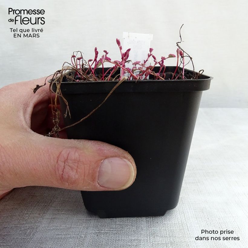 Example of Sanguisorba Little Angel - Pimprenelle Little Angel Godet de 8/9 cm as you get in printemps