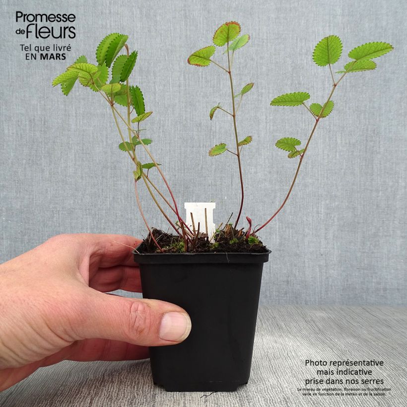 Example of Sanguisorba Red Thunder - Pimprenelle Godet de 8/9 cm as you get in printemps