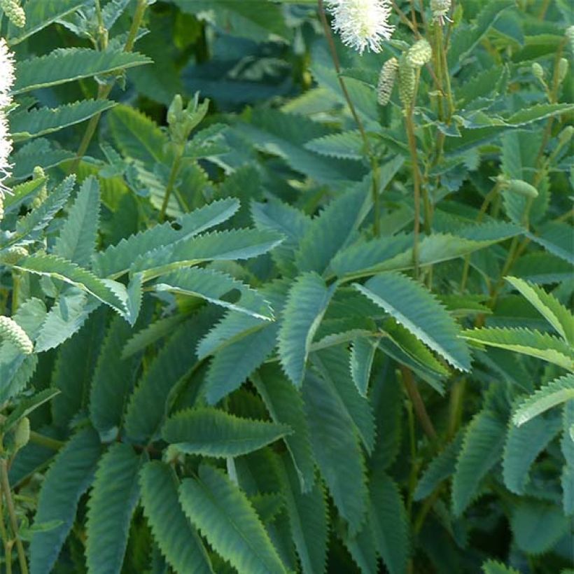 Sanguisorba canadensis - Pimprenelle du Canada (Feuillage)