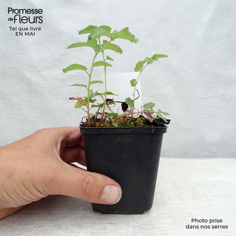 Spécimen de Sanguisorba canadensis - Pimprenelle du Canada Godet de 8/9 cm tel que livré au printemps