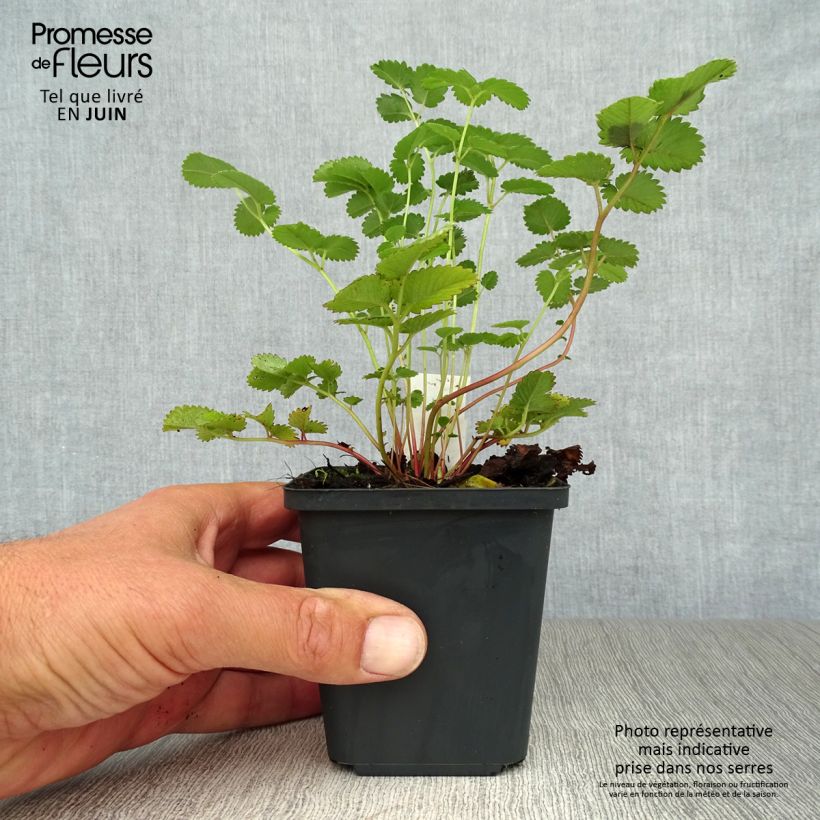 Spécimen de Sanguisorba hakusanensis Godet de 8/9 cm tel que livré en été