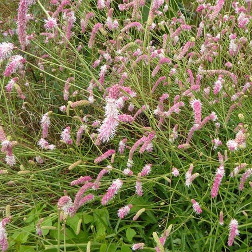 Sanguisorba hybride Pink Brushes - Pimprenelle (Floraison)