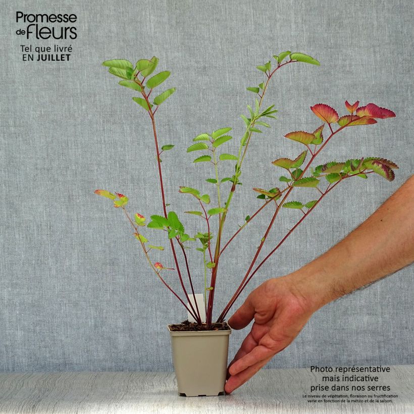Spécimen de Sanguisorba hybride Pink Brushes - Pimprenelle Godet de 8/9 cm tel que livré en été