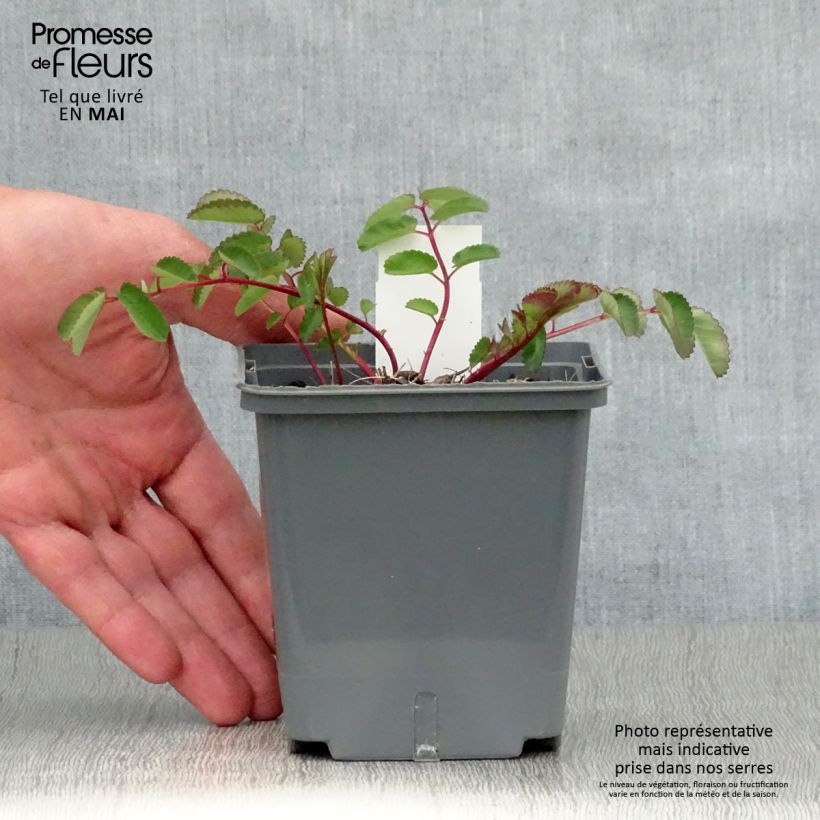 Spécimen de Sanguisorba hybride Pink Brushes - Pimprenelle Godet de 8/9 cm tel que livré au printemps