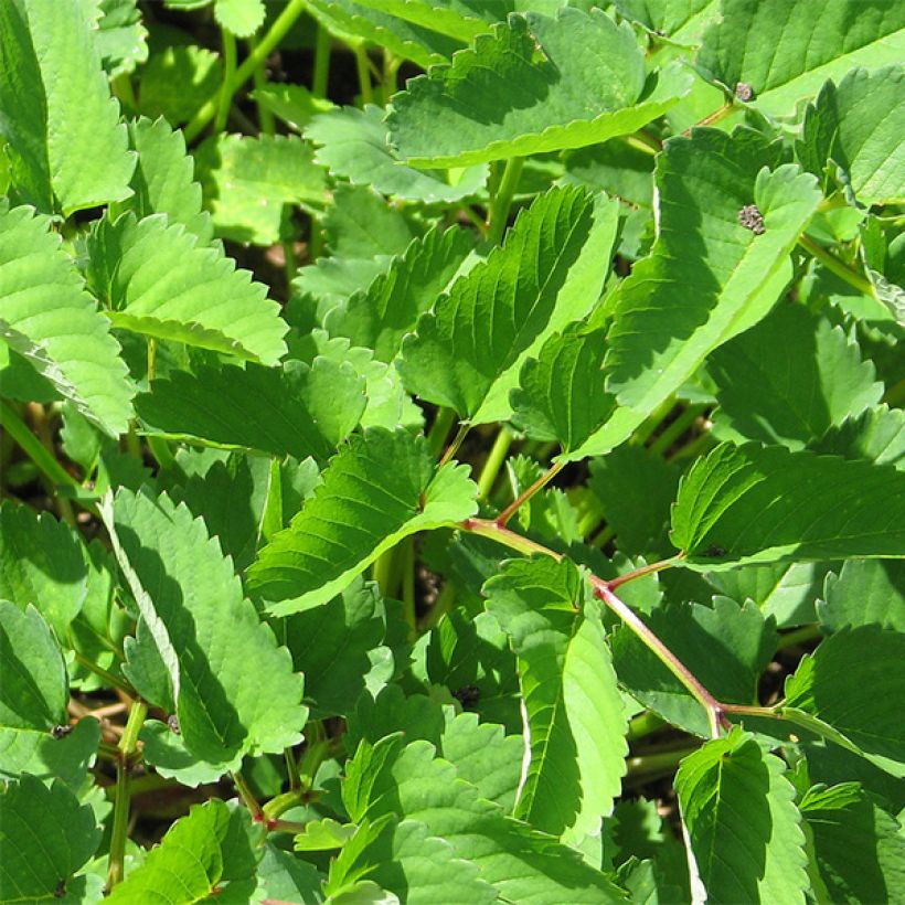 Sanguisorba obtusa - Pimprenelle japonaise (Foliage)