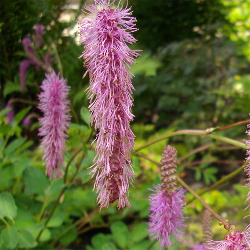 Sanguisorba obtusa - Pimprenelle japonaise (Flowering)