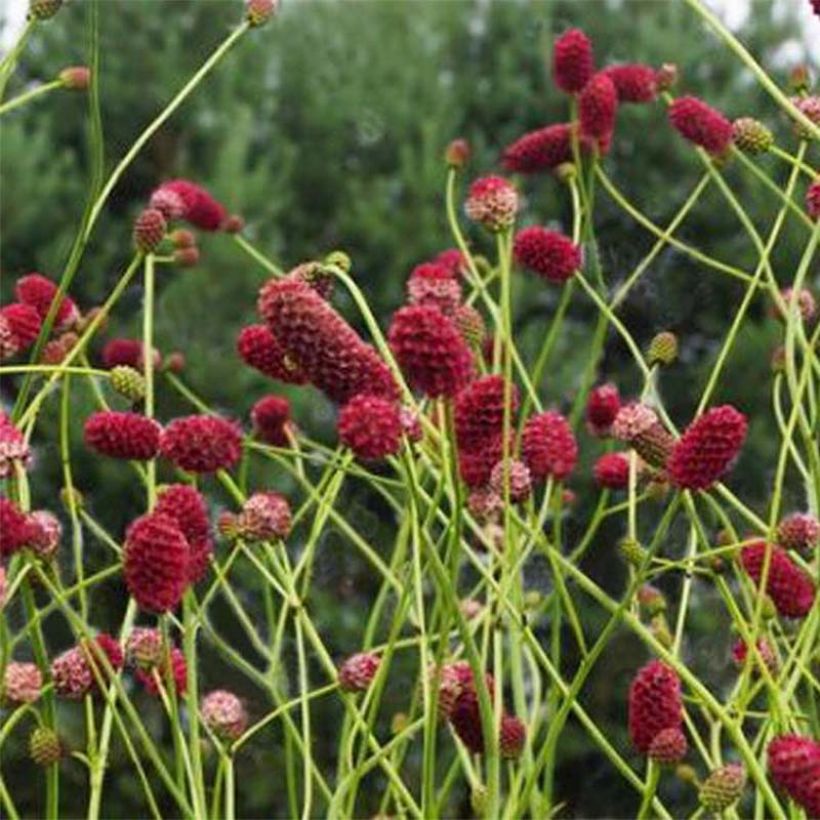 Sanguisorba officinalis Arnhem - Grande pimprenelle (Flowering)