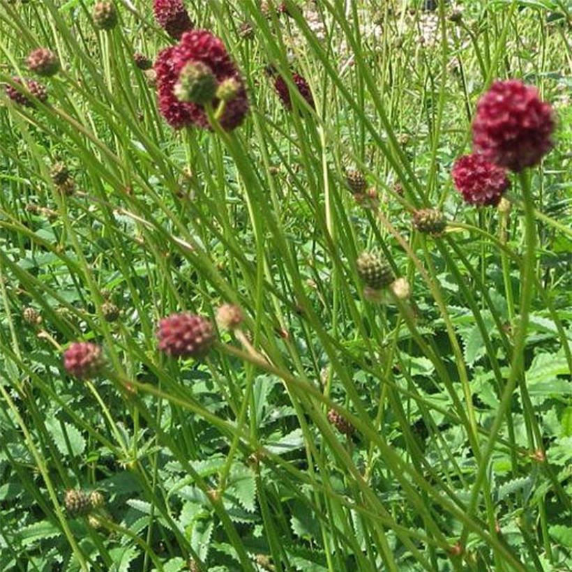 Sanguisorba officinalis Morning Select - Pimprenelle (Flowering)