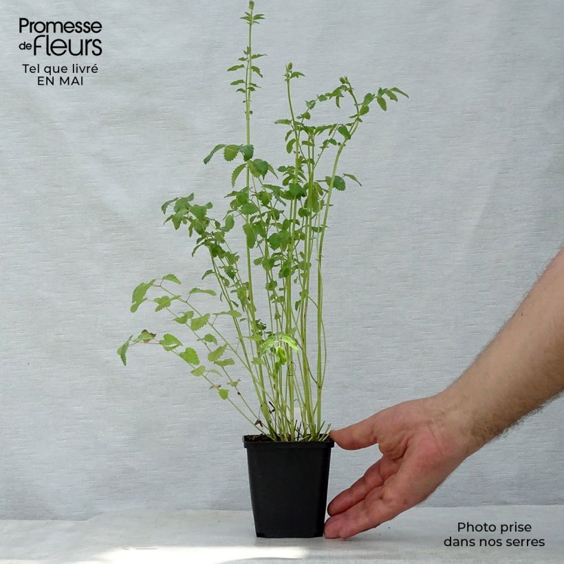 Example of Sanguisorba officinalis Morning Select - Pimprenelle Godet de 8/9 cm as you get in printemps