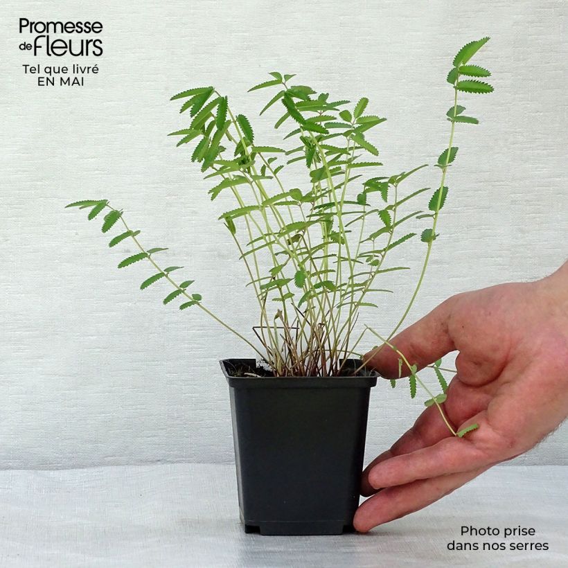 Example of Sanguisorba officinalis Pink Tanna - Grande Pimprenelle Godet de 8/9 cm as you get in printemps