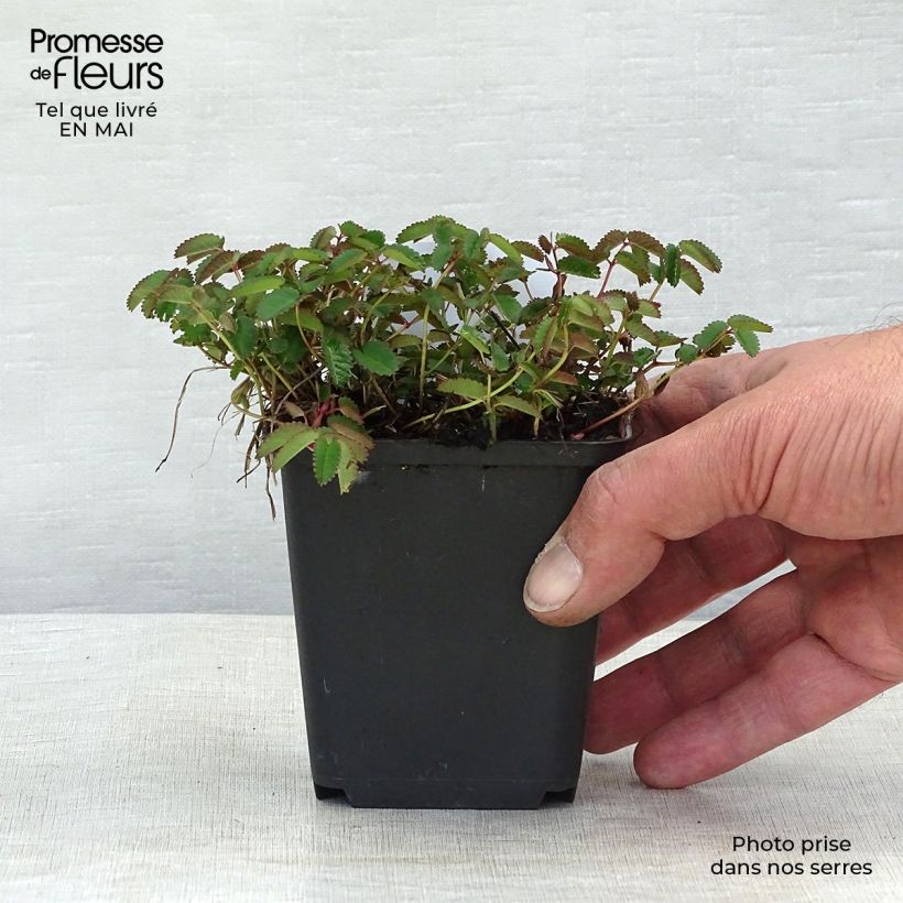 Example of Sanguisorba officinalis Tanna - Grande Pimprenelle Godet de 8/9 cm as you get in printemps