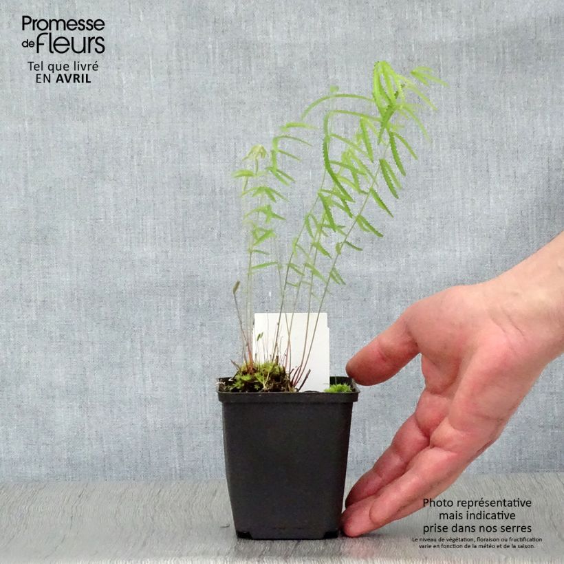 Example of Sanguisorba tenuifolia Alba Godet de 8/9 cm as you get in printemps