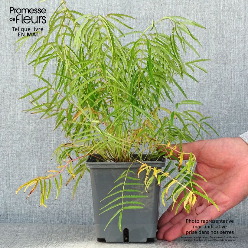 Example of Sanguisorba tenuifolia Alba Pot de 1L/1,5L as you get in printemps