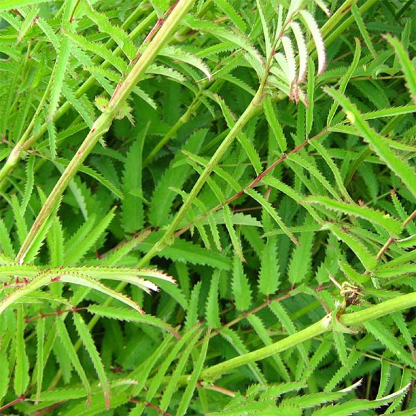 Sanguisorba tenuifolia Pink Elephant - Pimprenelle à fines feuilles (Foliage)
