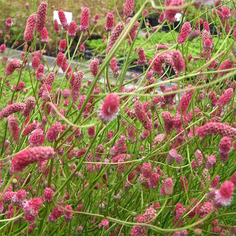 Sanguisorba tenuifolia Pink Elephant - Pimprenelle à fines feuilles (Flowering)