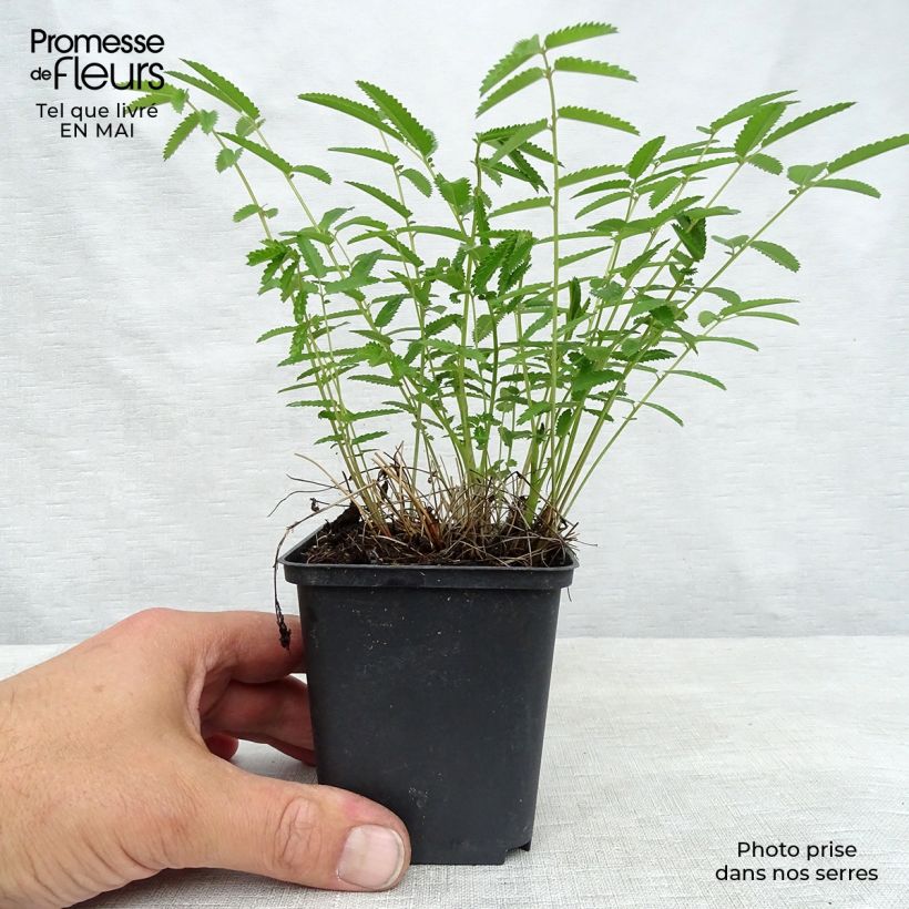 Example of Sanguisorba tenuifolia Pink Elephant - Pimprenelle à fines feuilles Godet de 8/9 cm as you get in printemps