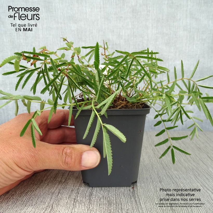 Spécimen de Sanguisorba tenuifolia var. Purpurea - Pimprenelle à fines feuilles Godet de 8/9 cm tel que livré au printemps