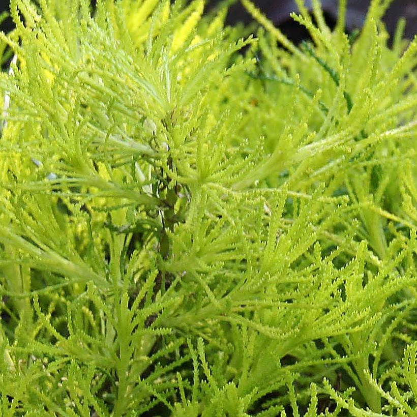 Santoline Lemon Fizz (Foliage)