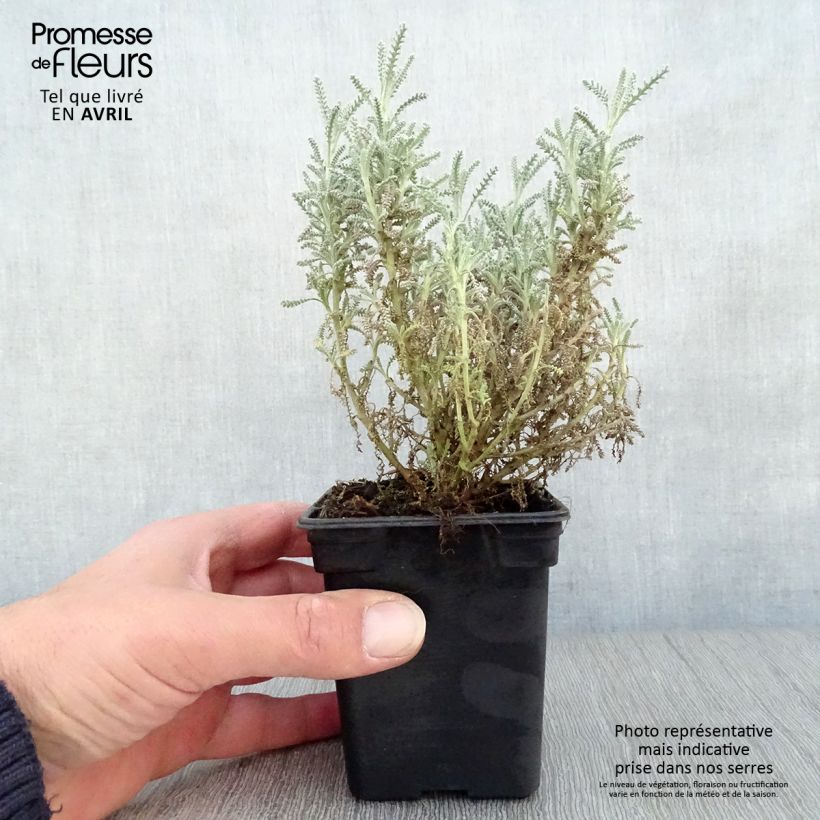 Example of Santolina chamaecyparissus - Santoline argentée   Godet de 7/8 cm as you get in printemps