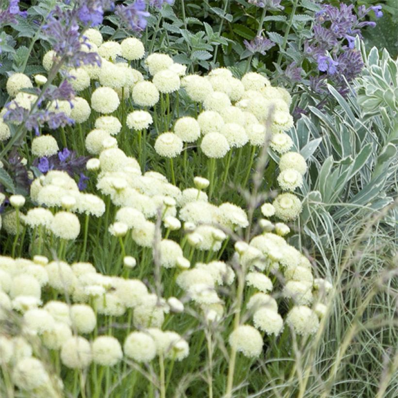 Santoline Edward Bowles - Santolina pinnata subsp neapolitana (Flowering)