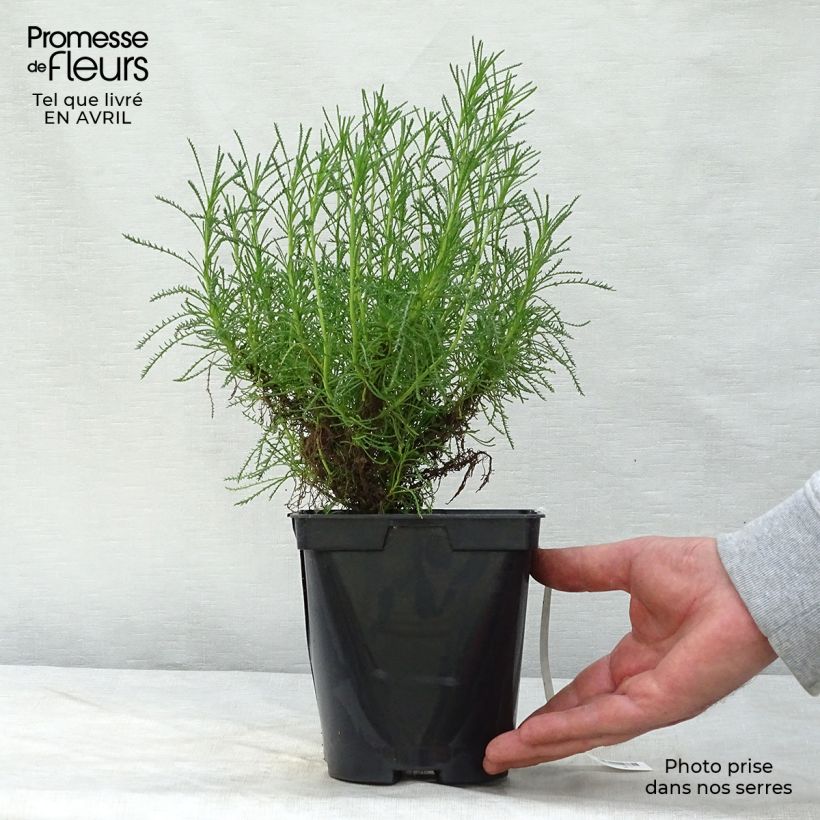 Example of Santolina virens - Santoline à feuilles de romarin Pot de 1,5L/2L as you get in printemps